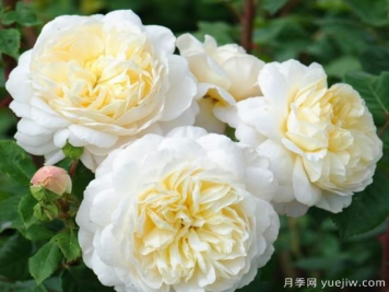 35個(gè)奧斯汀官方推薦的月季品種，抗病強(qiáng)長(zhǎng)勢(shì)好開花多花友必選