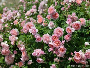 萬(wàn)科綠化養(yǎng)護(hù)作業(yè)指導(dǎo)書(shū)