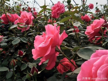 綠化變彩化 彩葉苗木呈多樣化發(fā)展趨勢(shì)