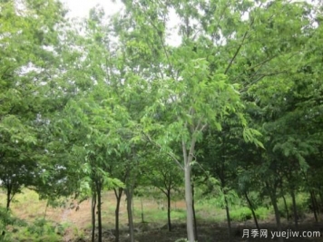 樸樹(shù)與櫸樹(shù)存在著哪些區(qū)別？
