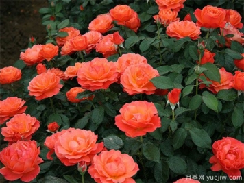 豐花月季怎樣進行蟲害防治的呢？