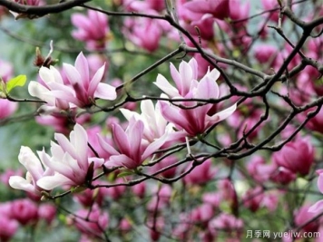 為什么都說(shuō)鄉(xiāng)土樹(shù)種好？