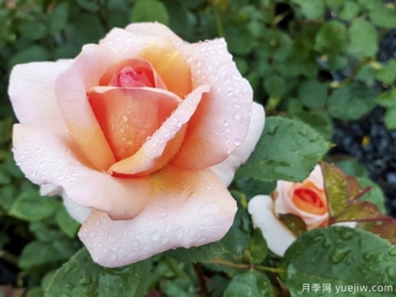 老爺?shù)拿廊嗽录镜膬?yōu)缺點(diǎn)是什么？