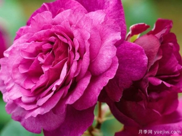 凱菲法賽特月季的優(yōu)缺點是什么？