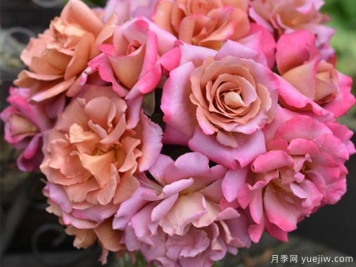 帷幕月季的優(yōu)缺點是什么？