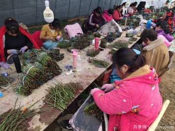 月季花的T形芽嫁接方法是什么？