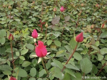購買月季小苗時(shí)需要注意什么事項(xiàng)？
