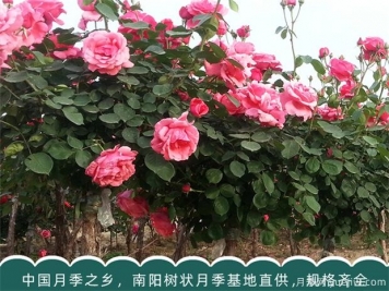 盆栽大花月季修剪時間及注意事項