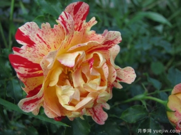 尼梅特月季的優(yōu)缺點是什么？