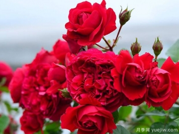 蒂娜VS紅龍VS玫瑰國度的天使，3款紅色藤本月季推薦