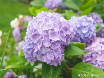 30種耐陰植物花卉，一點光照快速生長