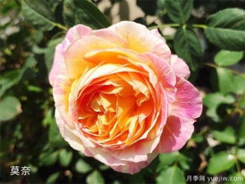 推薦公認(rèn)的6款零差評(píng)的月季花，顏值高好養(yǎng)護(hù)