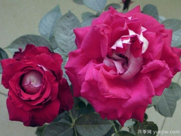 紅葡萄酒月季的優(yōu)缺點(diǎn)是什么？