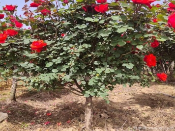 月季花該如何修剪？一定要小心仔細