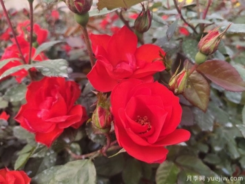 推薦8款豐花月季品種介紹，花滿枝頭，園林應(yīng)用花量多