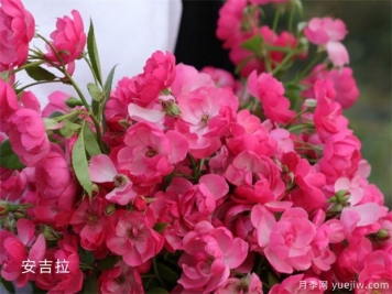 十大爬藤月季品種排名，工程和庭院的必備選擇