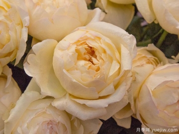 象牙伊芙伯爵月季的優(yōu)缺點(diǎn)是什么？