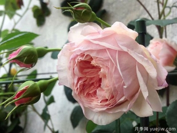 威廉莫里斯月季的優(yōu)缺點(diǎn)是什么？