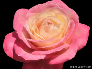 弗朗西絲路易莎月季的優(yōu)缺點是什么？