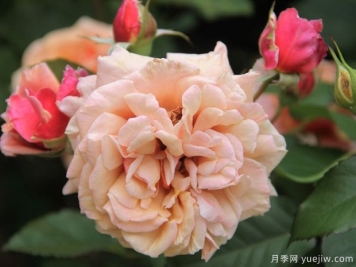 湯姆布朗月季的優(yōu)缺點(diǎn)是什么？