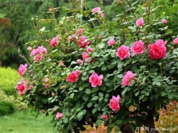 9月月季管理，月季夏末修剪爆秋花