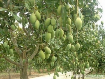 芒果苗多少錢一株？種一畝小苗成本多少錢？