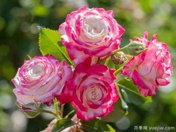 月季黑星病的病癥是怎樣的？如何進(jìn)行防治？