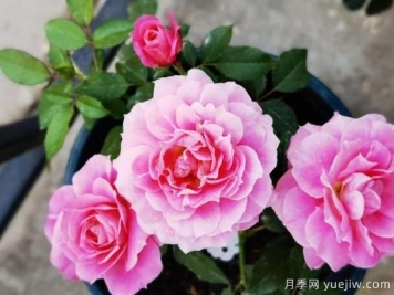 花友網(wǎng)購(gòu)月季有沒(méi)被某遷坑過(guò)的嗎