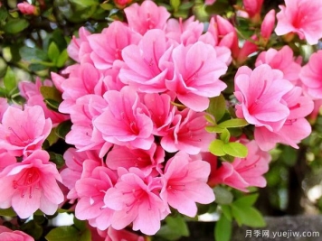 杜鵑花，介紹與養(yǎng)護(hù)小知識(shí)