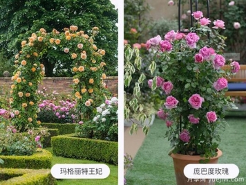 藤本月季什么時候牽引比較好呢？