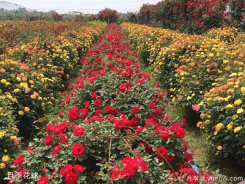 灌木球，月季花球，為景觀設計畫龍點睛