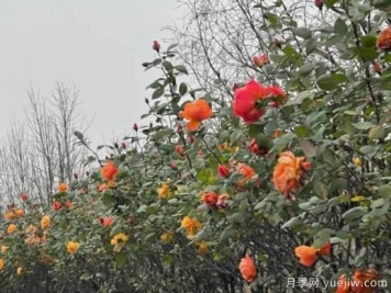 嚴(yán)冬月季花盛開，杭州高架月季實現(xiàn)超長待機