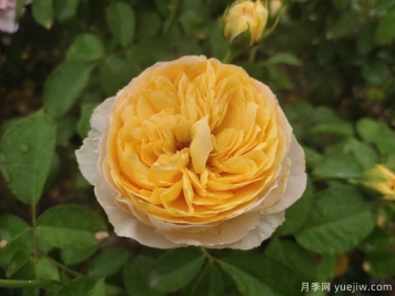 真宙月季和朱麗葉月季的區(qū)別，優(yōu)缺點(diǎn)一目了然