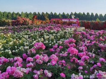北京納波灣園藝月季種苗標(biāo)準(zhǔn)化示范區(qū)入選國(guó)家農(nóng)業(yè)試點(diǎn)項(xiàng)目