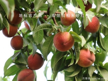 防治果樹病蟲害，選好時機效果好