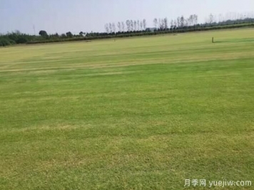 秋季草坪防除雜草需要注意啥？