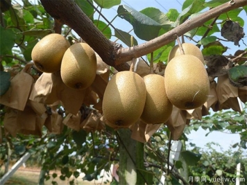 獼猴桃栽植失敗原因分析及改進技術(shù)
