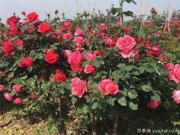 園林人必須知道的100個花卉基礎(chǔ)知識點