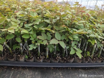 新疆喀什適合月季種植和應(yīng)用嗎？