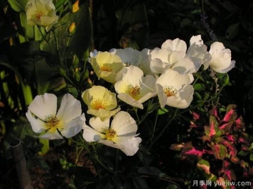 黃色蝴蝶之吻月季的優(yōu)缺點(diǎn)是什么？