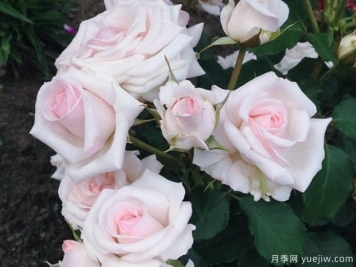 蝴蝶之吻貝爾蒙特月季的優(yōu)缺點(diǎn)是什么？