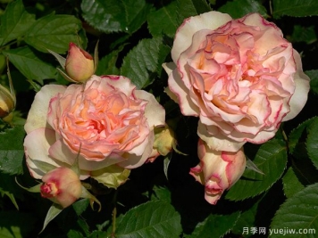 香吻月季的優(yōu)缺點是什么？