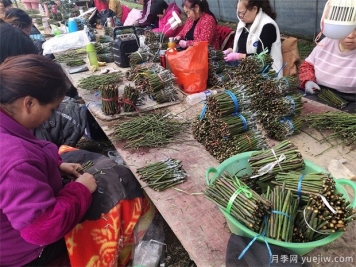 南陽臥龍區(qū)發(fā)展月季花經(jīng)濟(jì) 培育花卉產(chǎn)業(yè)致富路