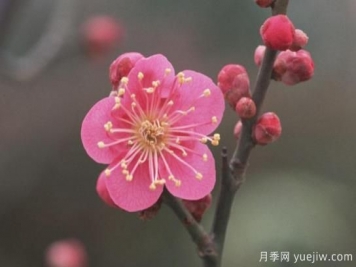 梅花如何栽培？養(yǎng)護辦法分享