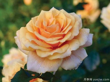 圣特羅佩月季的優(yōu)缺點(diǎn)是什么？