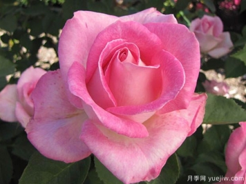 粉色慶典月季的優(yōu)缺點是什么？