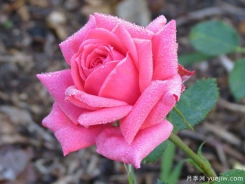 帕梅拉粉紅月季的優(yōu)缺點是什么？