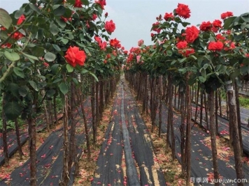 樹(shù)狀月季嫁接用的砧木是什么？山木香能規(guī)模種植嗎？