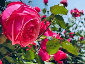 蔣恩鈿月季公園 鉤沉催綻月季花