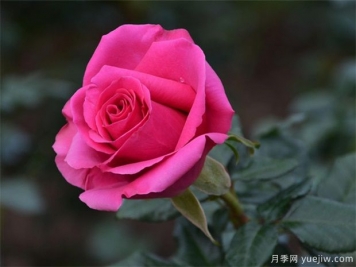 南陽臥龍區(qū)做大做強(qiáng)月季產(chǎn)業(yè)?助推高質(zhì)量發(fā)展